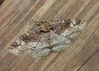 Zale phaeocapna, Dun Zale Moth, 93-1033 8698