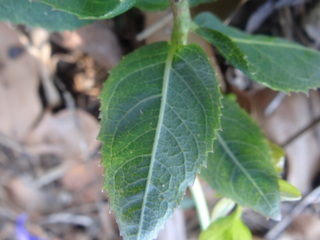 Platycodon grandiflorus, leaf underside