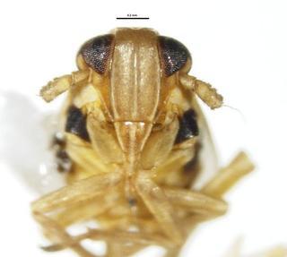 Delphacodes campestris frons scale 0013