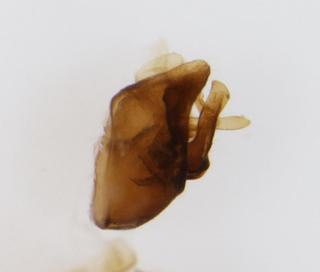 Delphacodes fulvidorsum Pygofer LV 0002