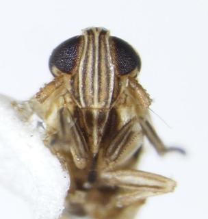 Delphacodes penedetecta frons 0017