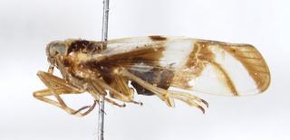 Delphax crassicornis LV 0005