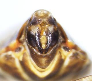 Euides fasciatella pygofer 0030