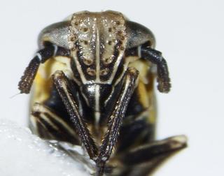 Laccocera vittipennis frons 0006