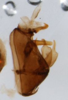 Liburniella ornata pygofer LV
