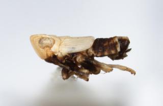 Megamelanus bicolor LV 0004