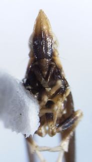 Neomegamelanus dorsalis frons