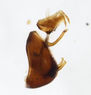 Phyllodinus nervatus pygofer LV 0007
