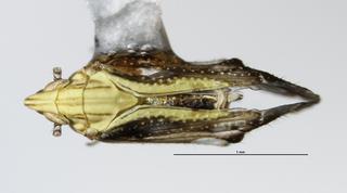 Tropidocephala tuberipennis Mulsant and Rey, 1855