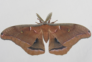 Antheraea polyphemus, Polyphemus Moth