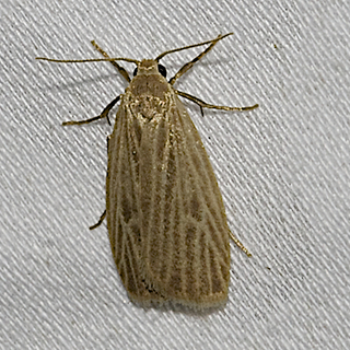 Crambidia pallida, Pale Lichen Moth