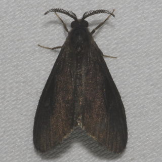 Cryptothelea nigrita, Nigrita Bagworm Moth