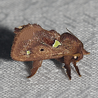Euclea delphinii, Spiny Oak-slug Moth