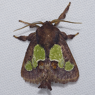 Euclea nanina, Nanina Oak-Slug Moth