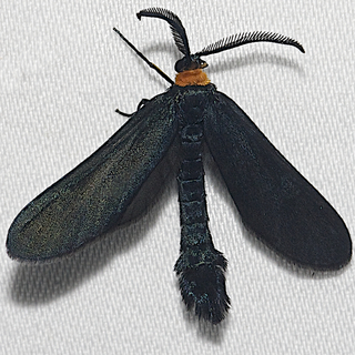 Harrisina americana, Grapeleaf Skeletonizer Moth