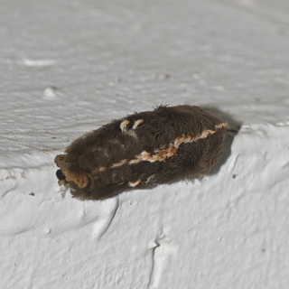 Megalopyge opercularis, Southern Flannel Moth, larva