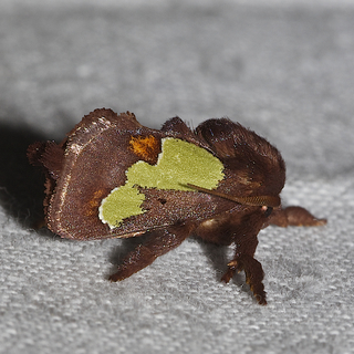 Euclea nanina, Nanina Oak-Slug Moth