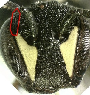 Hylaeus affinis, F fovea circled