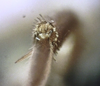 Nomada denticulata, male, 155288, hind tibia setae