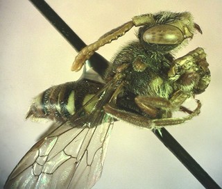 Nomada denticulata, male, 155443, lateral body view