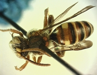 Nomada denticulata, male, 171265, dorsal body