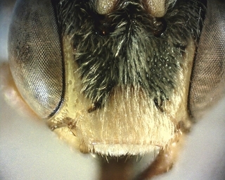 Nomada denticulata, male, 171265, lower face