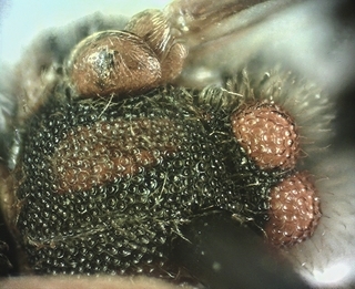 Nomada denticulata, male, 171265, scutum, scutellum