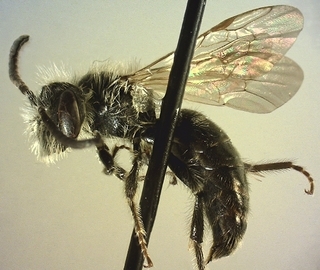 Andrena imitatrix, male 171266, lateral view