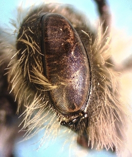 Andrena imitatrix male, 171266 malar space