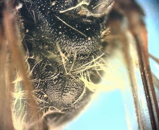 Andrena macra female, transverse prop striae