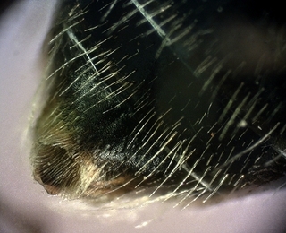 Andrena macra male, S8 tip shape