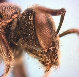 Lasioglossum apocyni A, female, cheek and clypeus