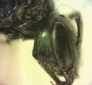 Lasioglossum apocyni B, female, cheek
