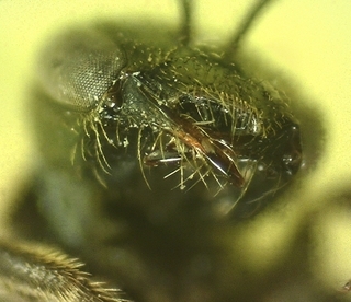 Lasioglossum apocyni B, female, mandibles