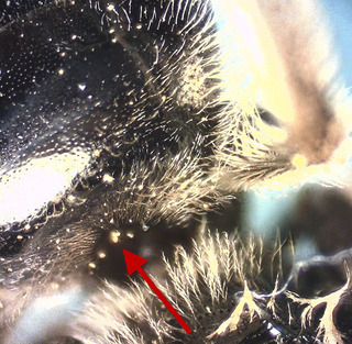 Lasioglossum nymphaearum, female, T1 hair fan