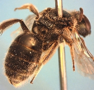 Lasioglossum nymphaearum, female, dorsal abd