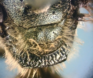 Lasioglossum nymphaearum, female, dorsal propodeum