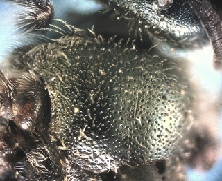 Lasioglossum nymphaearum, female, scutum