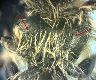 Andrena nasonii, male, pleural signum tubercles