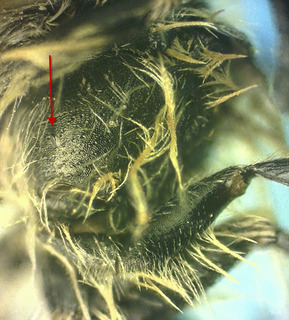 Andrena nasonii, male, raised pleural signum tubercle