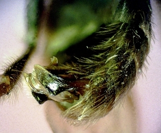 Andrena personata, male155909, genitalia lateral view