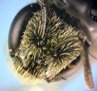 Lasioglossum callidum, female, non-square clypeus