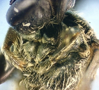 Lasioglossum hitchensi, female, forecoxa