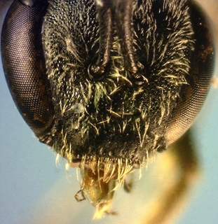 Lasioglossum hitchensi, female, forecoxa