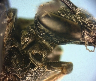 Lasioglossum illinoense, female, forecoxa