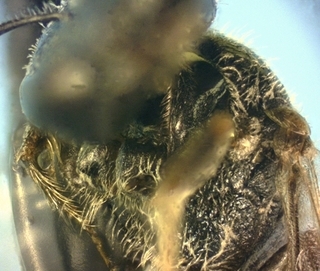 Lasioglossum illinoense, female, forecoxa profile