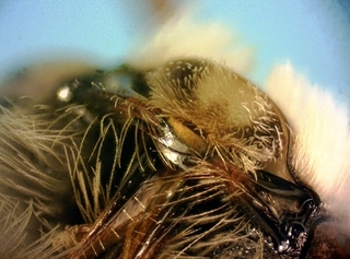Melissodes subillata male, gold mandible maculation