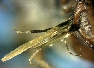 Nomada pygmaea, female, tongue