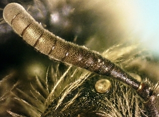 Andrena krigiana F 017877, flagellomeres