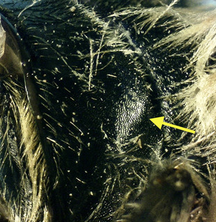 Andrena violae F, weak humeral ridge arrow
